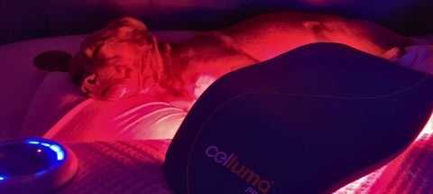 Red Light Therapy for Pets