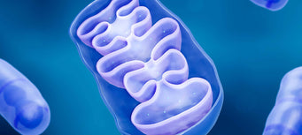 The Mighty Mitochondria: The Powerhouses Within Us